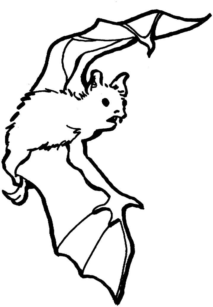 Normal Bat Flying Coloring Page