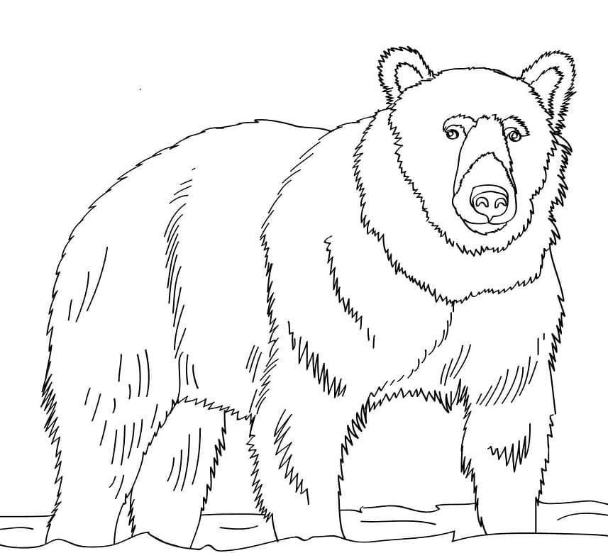 Normal Brown Bear Coloring Page