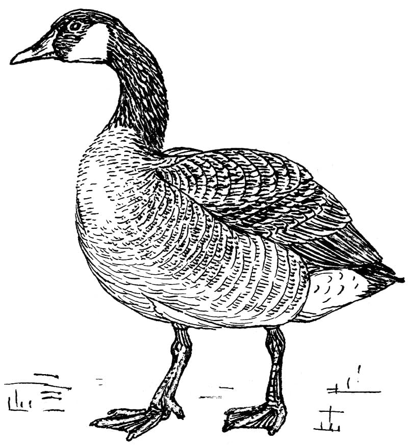 Normal Canada Goose