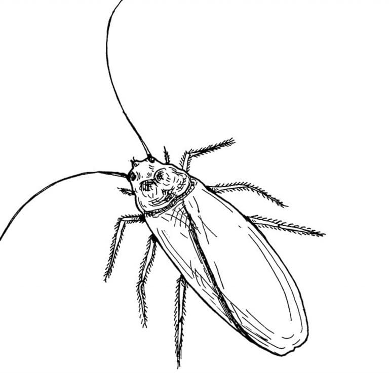 Normal Cockroach Coloring Page