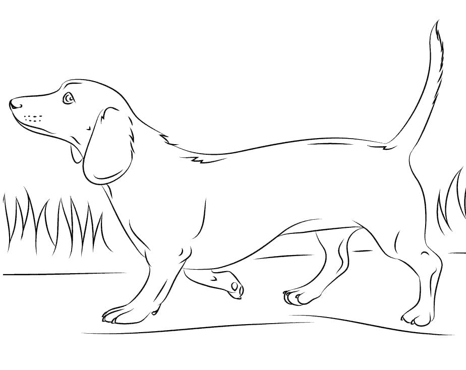 Normal Dachshund Coloring Page