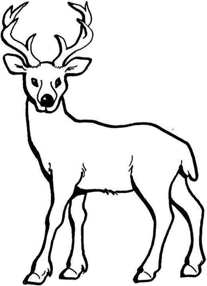 Normal Deer Coloring Page