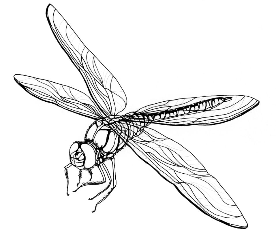 Normal Dragonfly