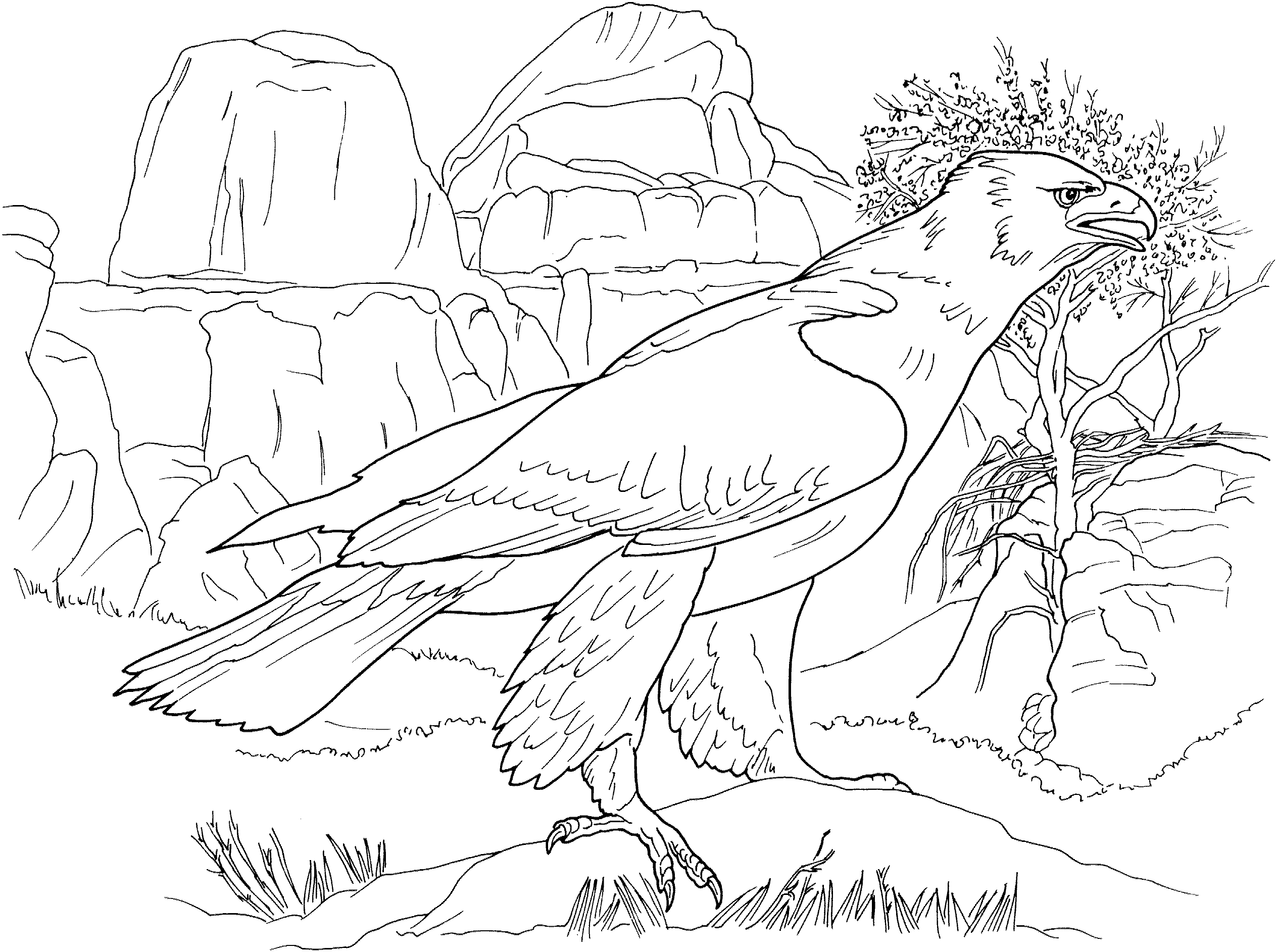 Normal Eagle Coloring Page