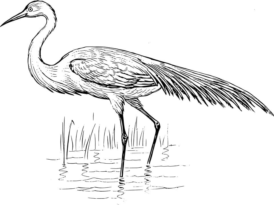 Normal Egret