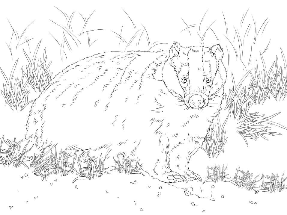 Normal European Badger Coloring Page