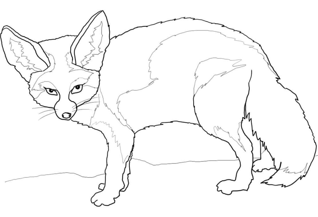 Normal Fennec Fox Coloring Page