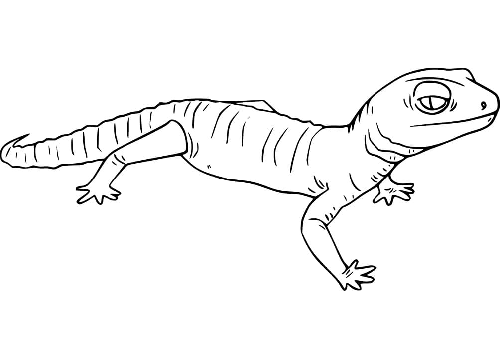 Normal Gecko Coloring Page