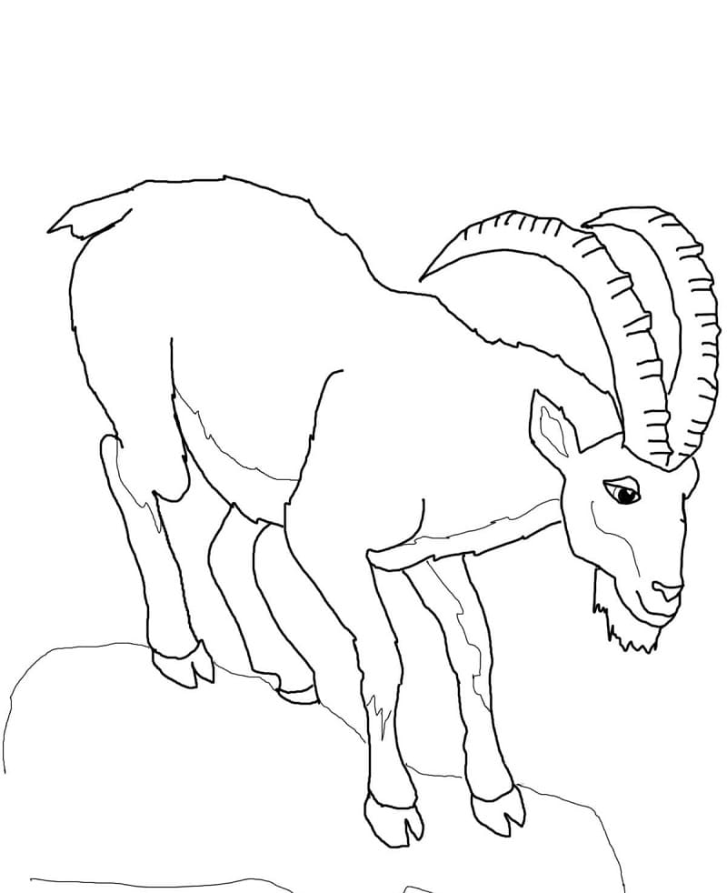 Normal Ibex Coloring Page