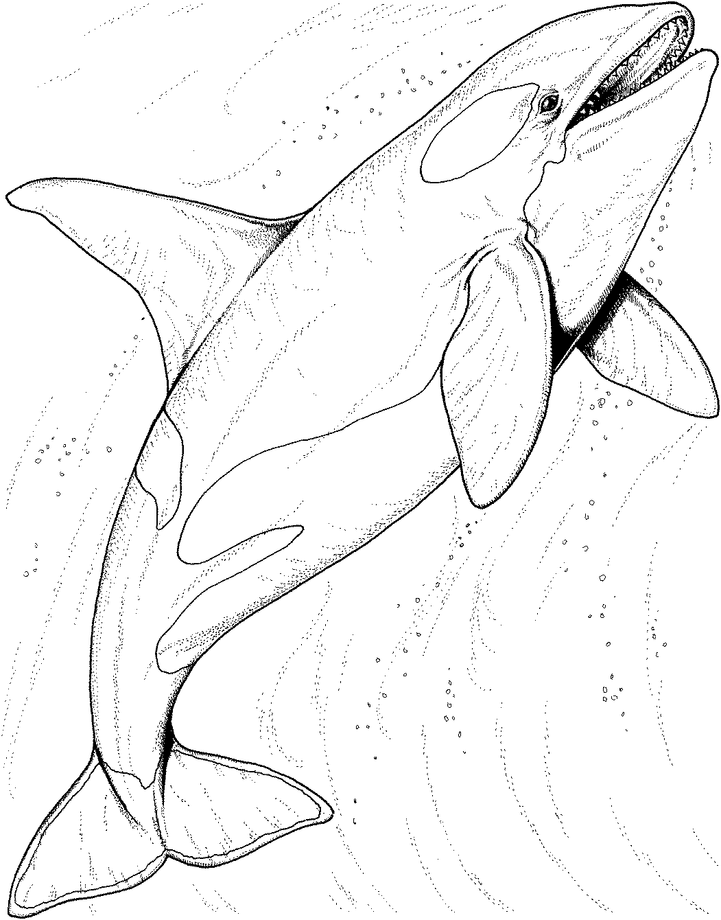Normal Killer Whale Coloring Page