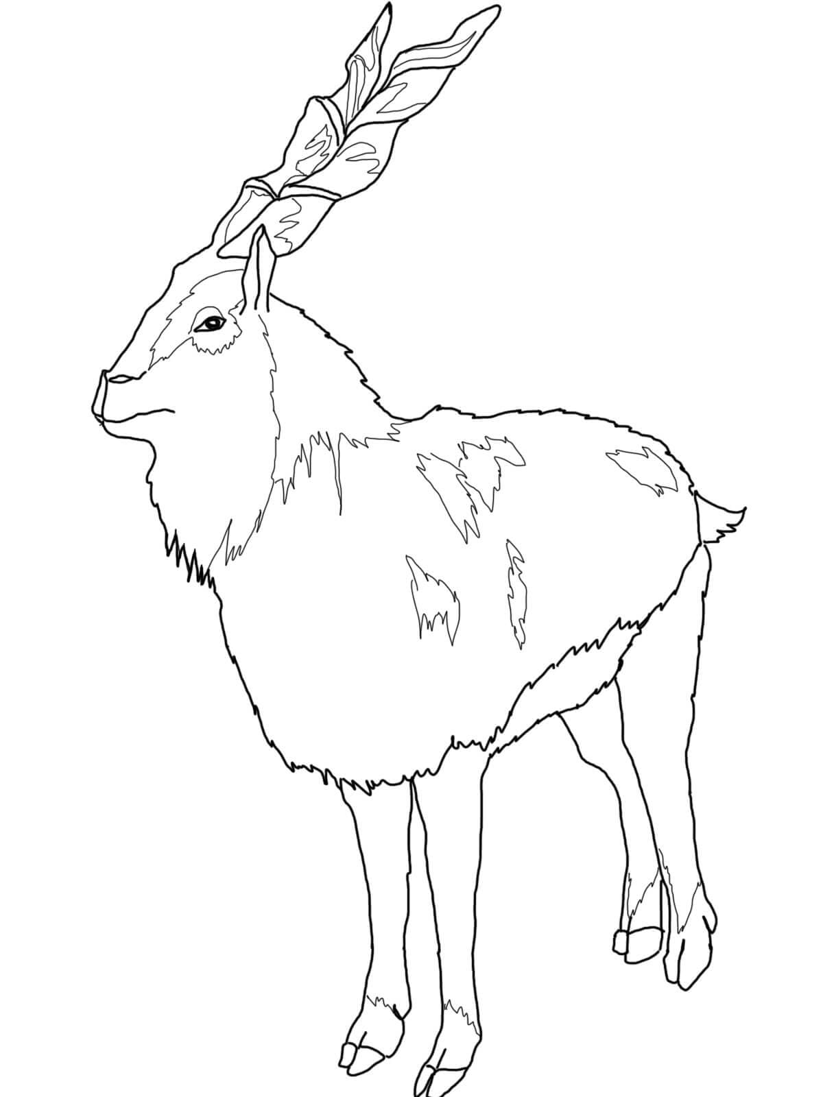 Normal Markhor Coloring Page
