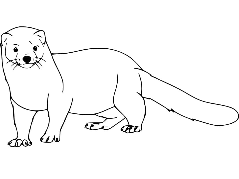 Normal Mink Coloring Page