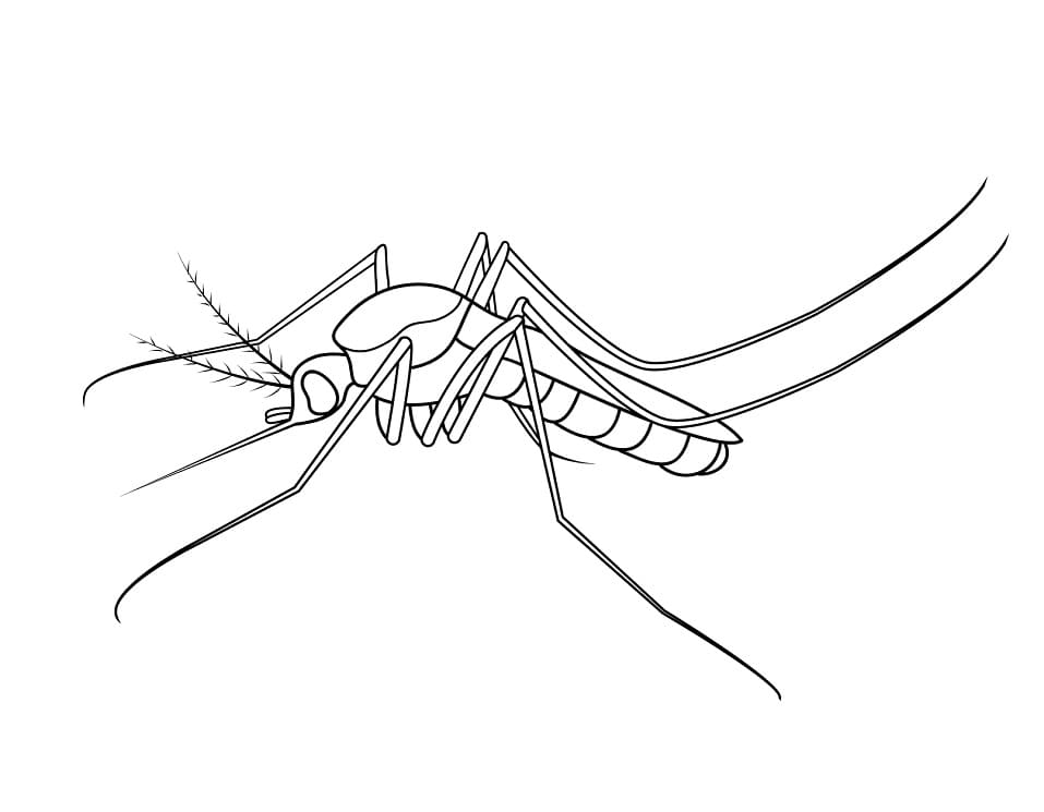 Normal Mosquito Coloring Page