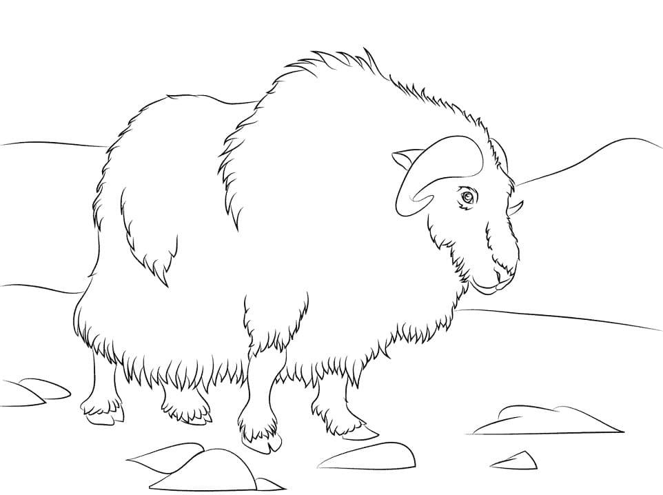 Normal Musk Ox Coloring Page