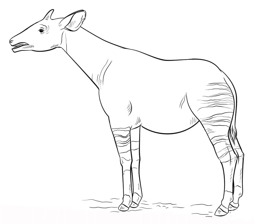 Normal Okapi