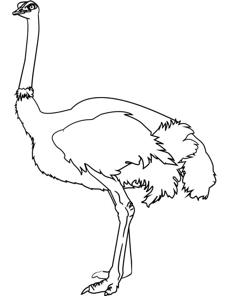 Normal Ostrich Coloring Page