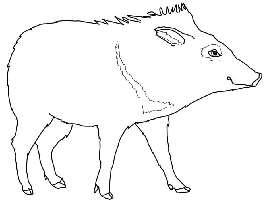 Normal Peccary