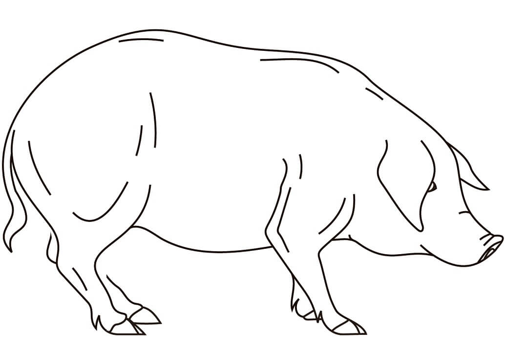 Normal Pig 1 Coloring Page