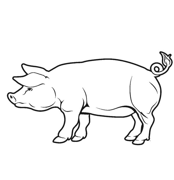 Normal Pig 3 Coloring Page