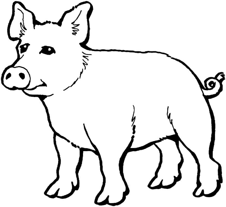 Normal Pig Coloring Page