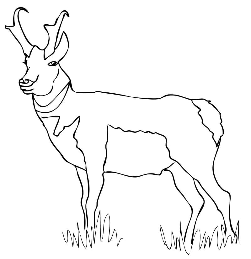 Normal Pronghorn Coloring Page