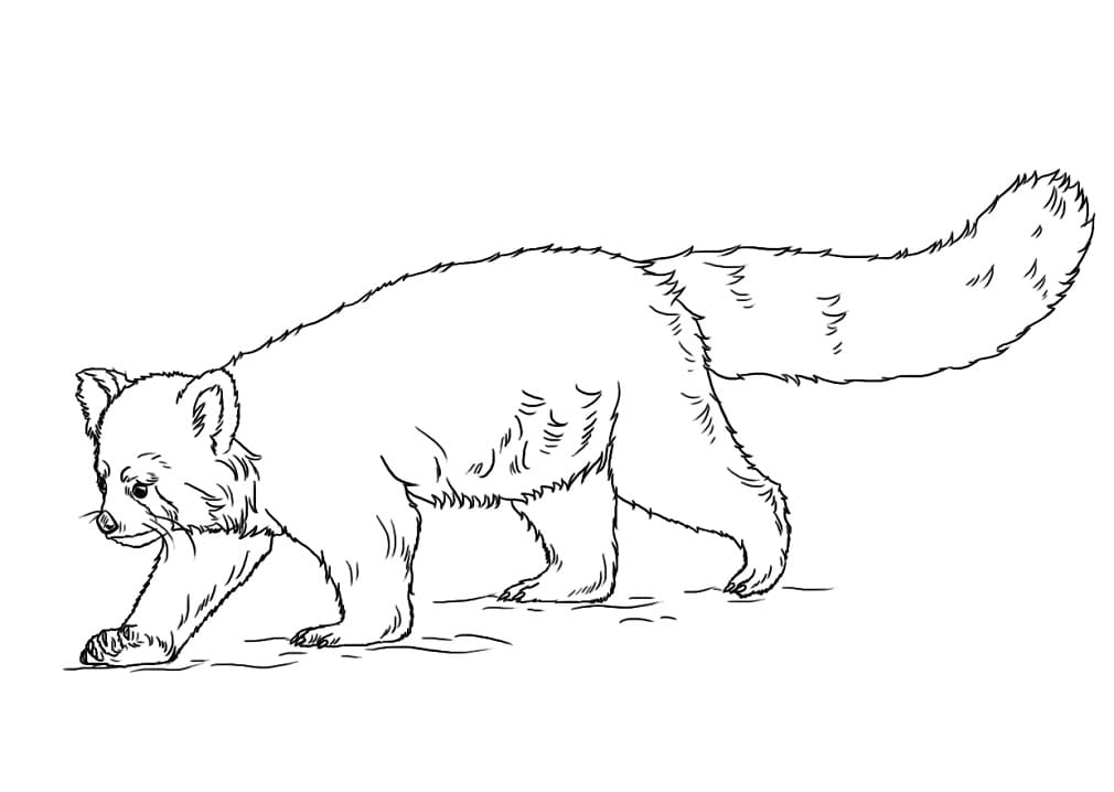 Normal Red Panda Coloring Page
