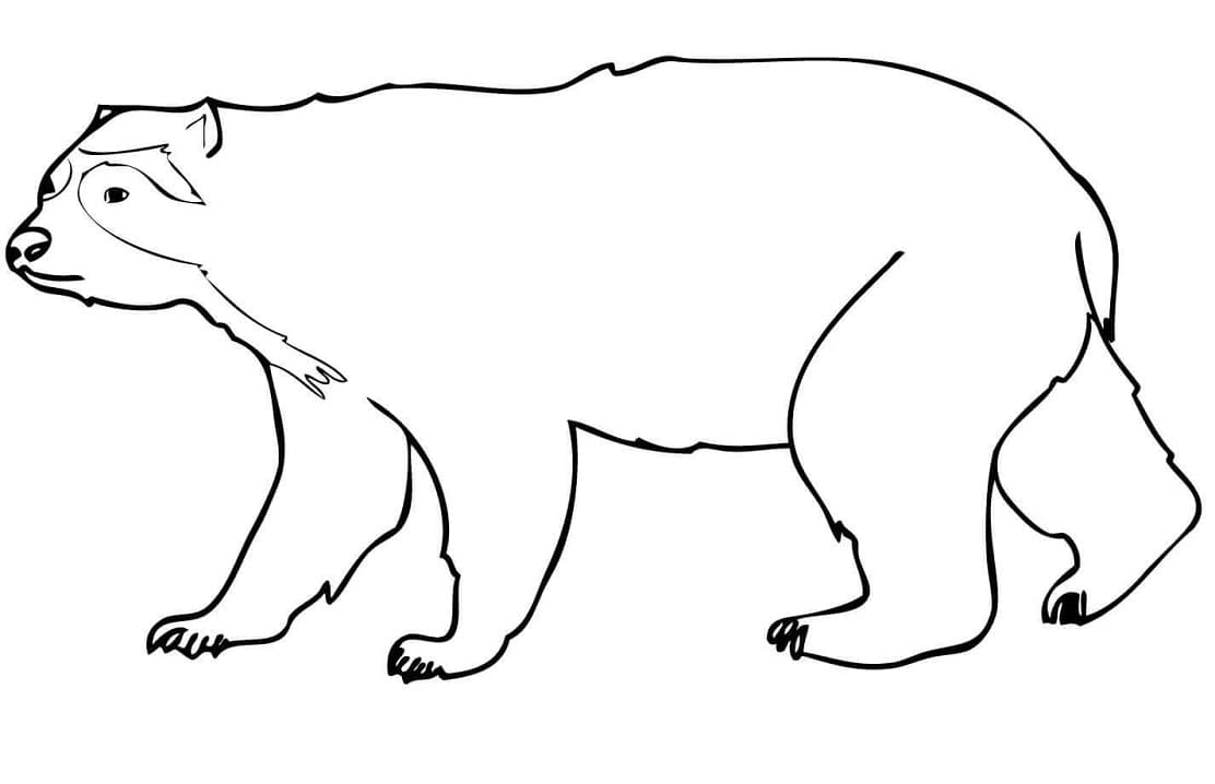 Normal Spectacled Bear