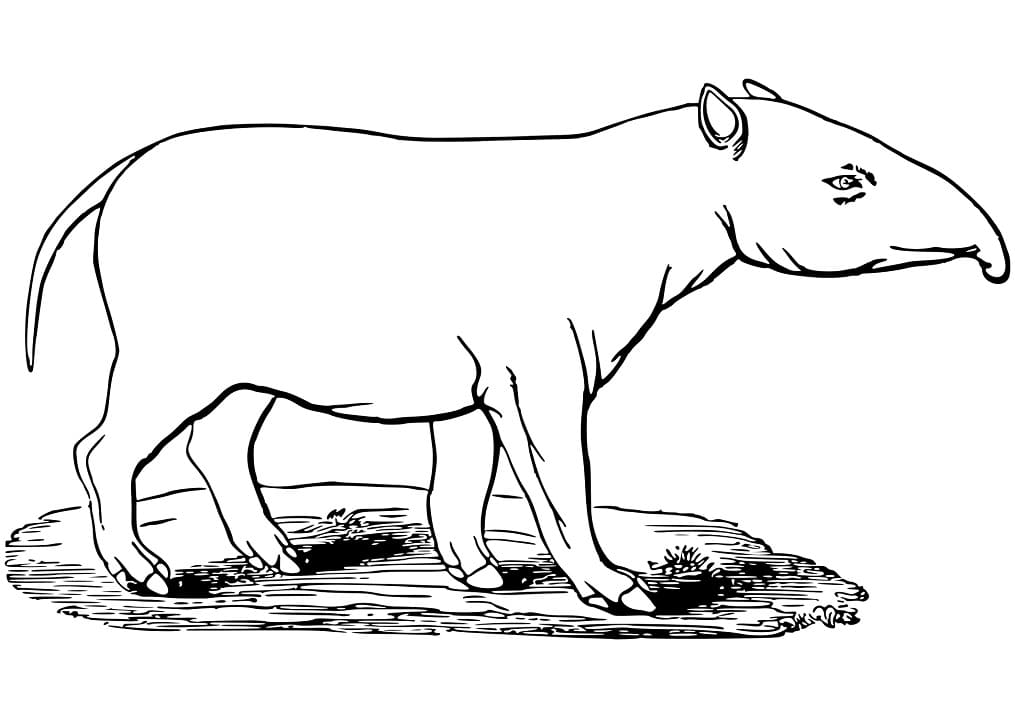 Normal Tapir