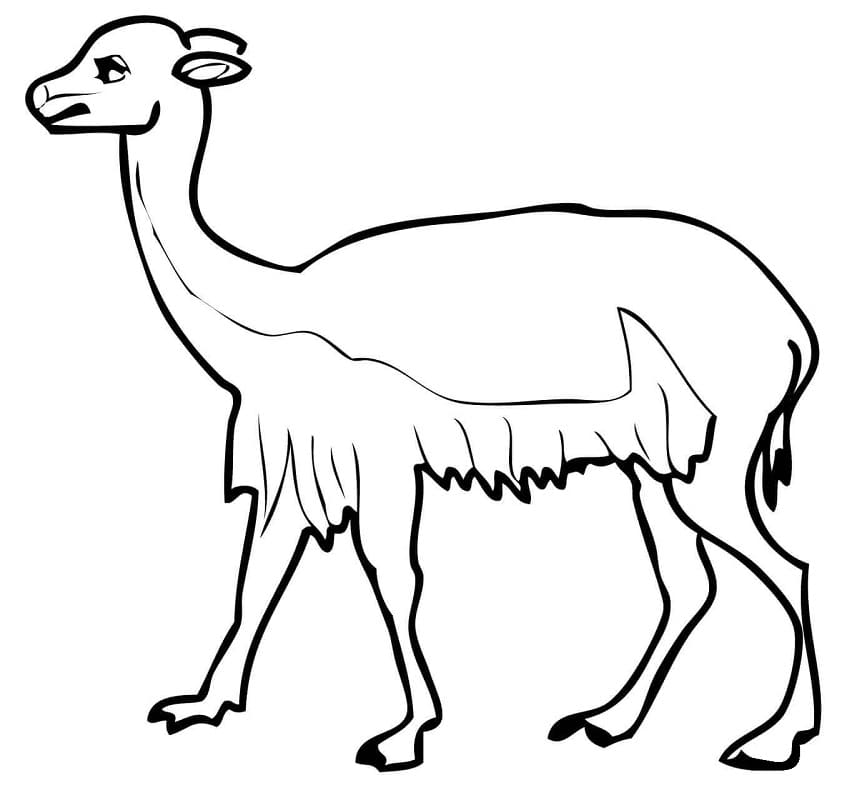 Normal Vicuna Coloring Page
