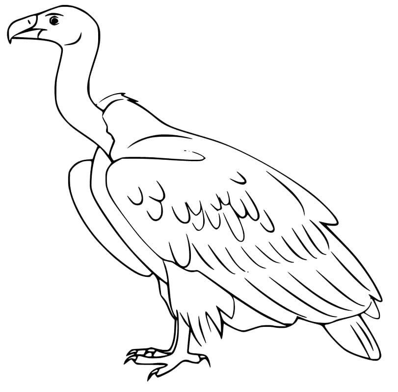 Normal Vulture