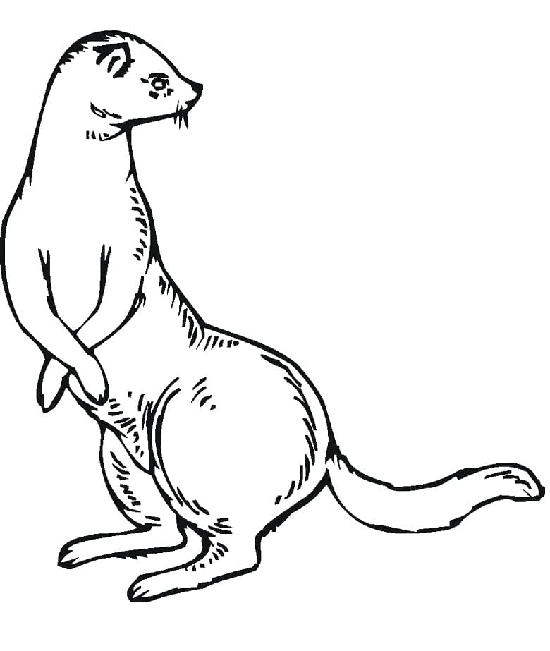 Normal Weasel