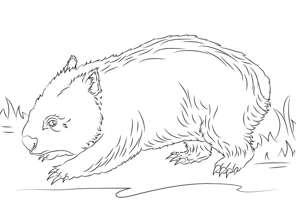 Normal Wombat