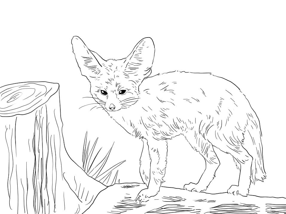 North African Fennec Fox Coloring Page