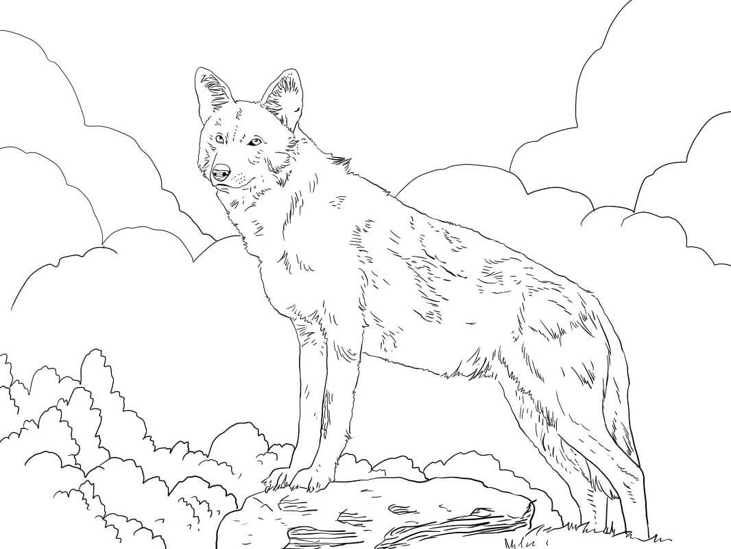 North American Red Wolf Coloring Page