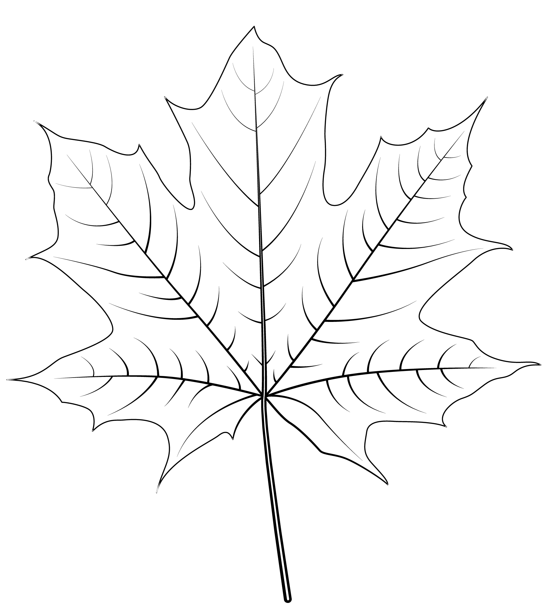 Norway Maple Leaf