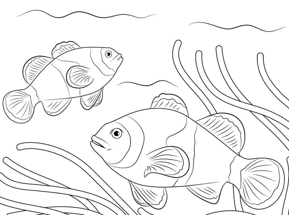 Ocellaris Clownfishes Coloring Page