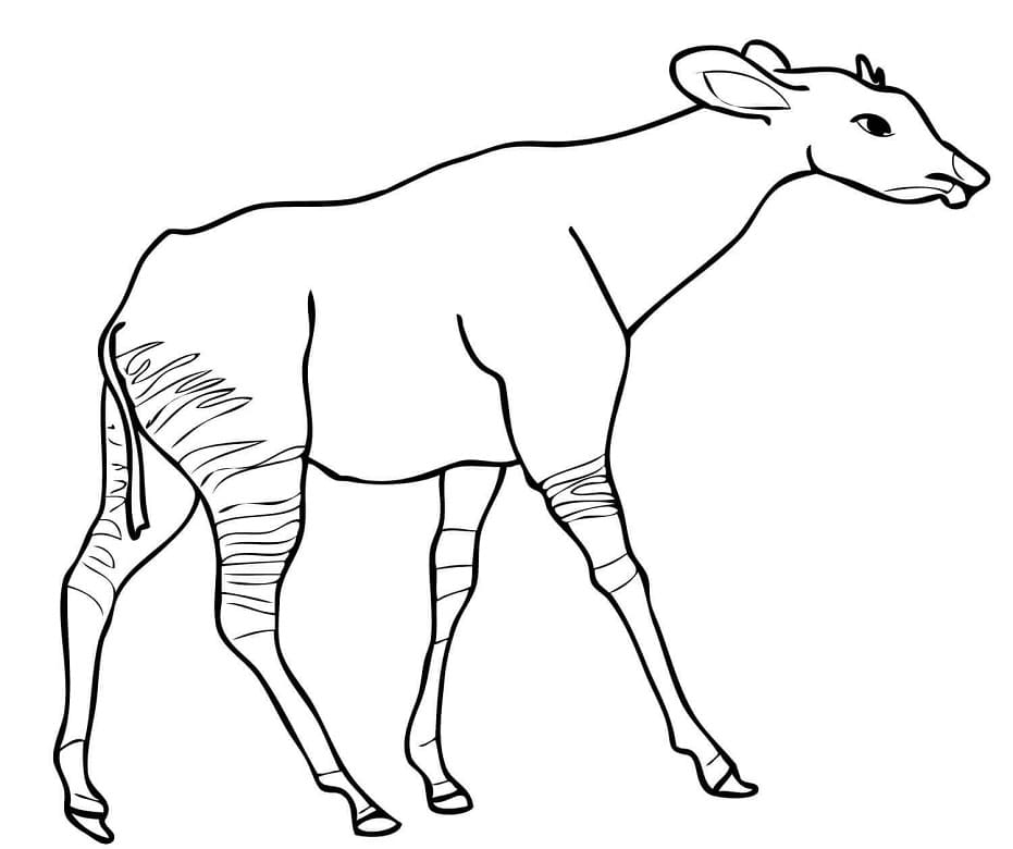 Okapi from Central Africa Coloring Page