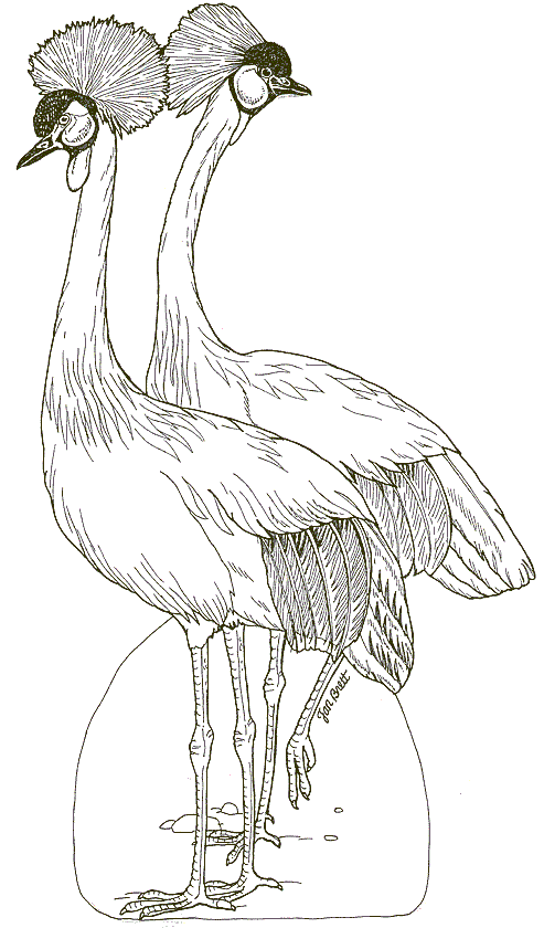 On Noahs Ark Coloring Mural  Crested Cranes By Jan Brett Coloring Page