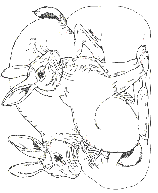 On Noahs Ark Coloring Mural  Rabbits By Jan Brett Coloring Page