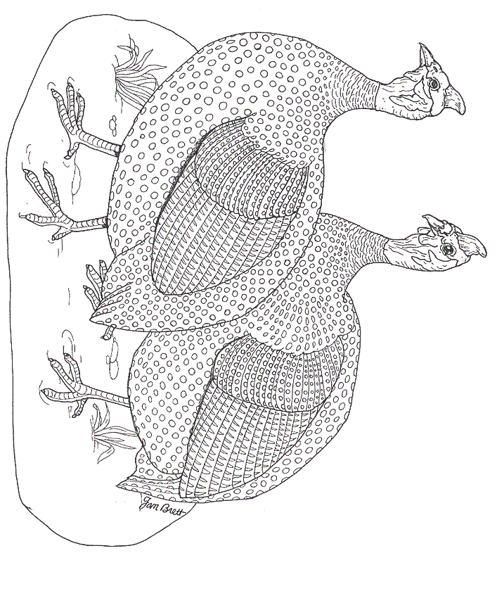 On Noahs Ark Coloring Mural Guinea Hens By Jan Brett Coloring Page