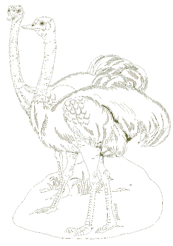On Noahs Ark Coloring Mural Ostriches By Jan Brett Coloring Page