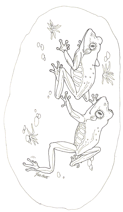 On Noahs Ark Coloring Mural Red Eyed Tree Frogs By Jan Brett Coloring Page