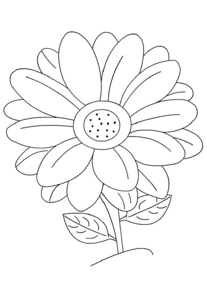 One Daisy Flower Flower