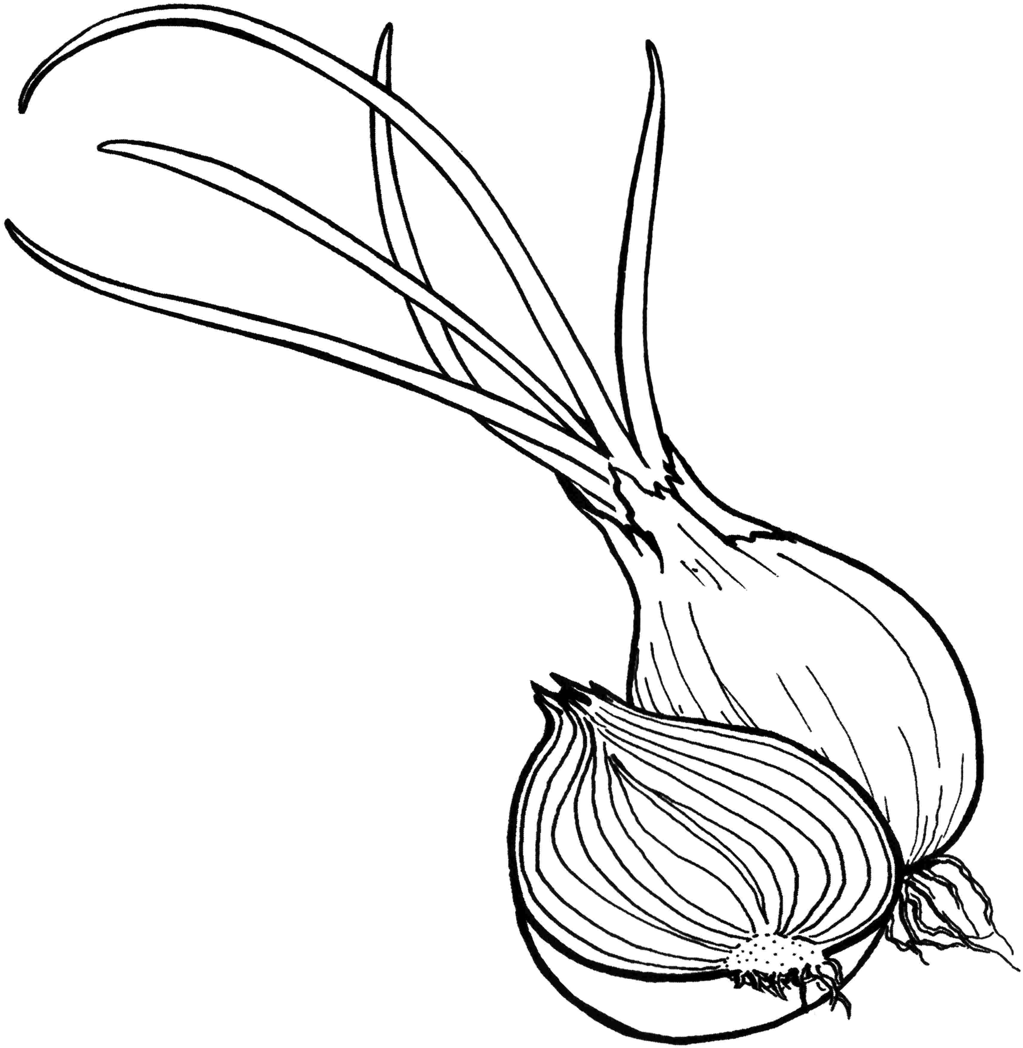 Onion Vegetables Coloring Page