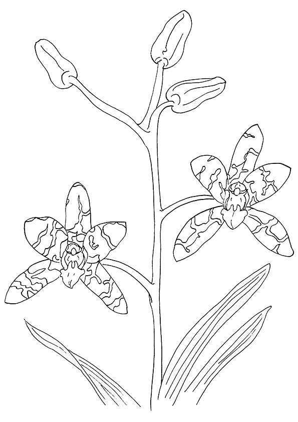 Orchid Flowers Coloring Sheet