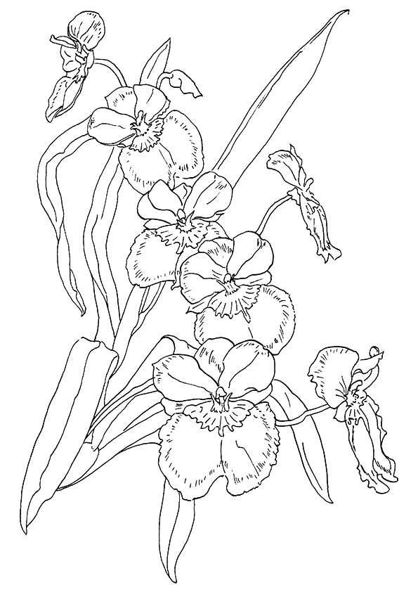 Orchid Flowers Printable Coloring Page