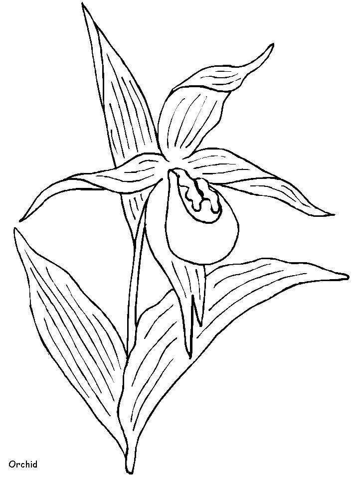 Orchid Line Arts Coloring Page