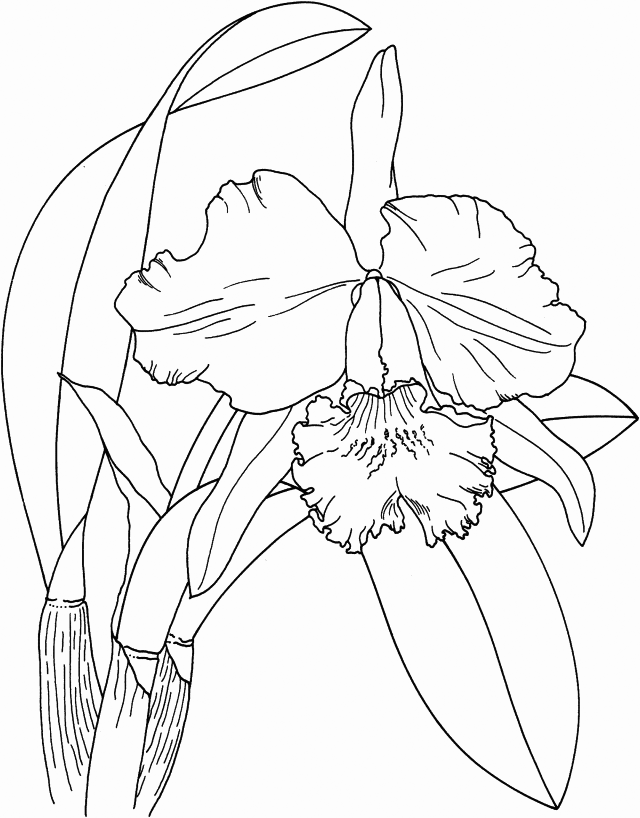Orchids Coloring Page