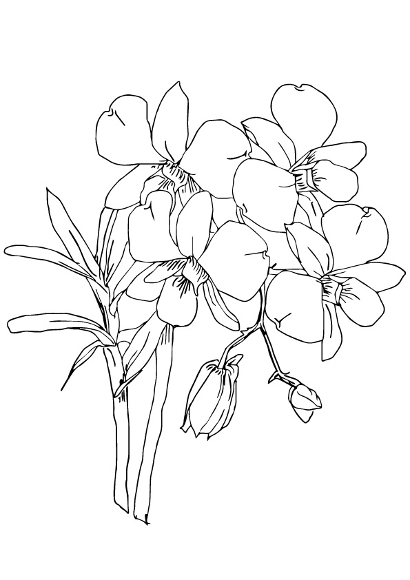 Orchids Coloring Page