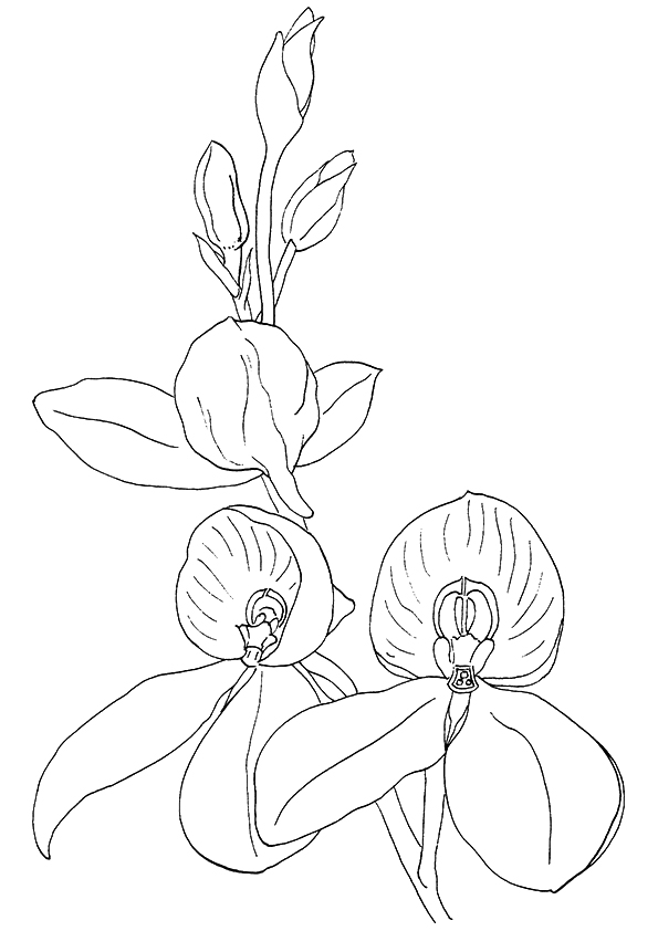 Orchidss Coloring Page